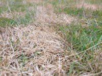 blight pythium fungicide program
